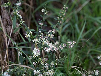 Calico aster